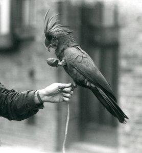 En PalmGoliath Great Black Cockatoo som griper fingeren til en keeper med den ene foten og holder en eggformet godbit i den andre nLondon Zoo, september 1927. av Frederick William Bond