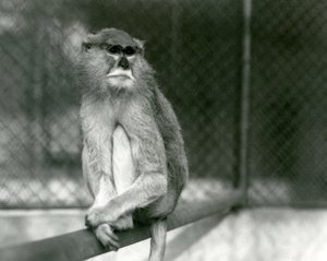 En Patas/Wadi/Hussar-ape sitter på en gren i London Zoo i 1928 (s/hvitt-bilde) av Frederick William Bond