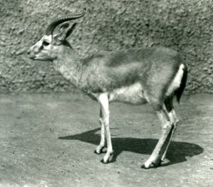 En persisk gaselle i London Zoo i juni 1925 av Frederick William Bond
