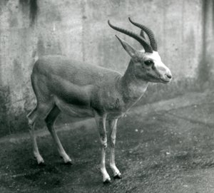 En persisk, struma- eller svarthalegaselle i London Zoo, august 1927 av Frederick William Bond