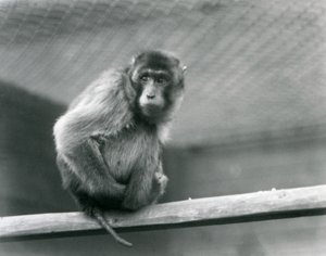 En grisehalemakak sitter på en abbor i innhegningen i London Zoo (s/hv-bilde) av Frederick William Bond
