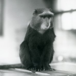 En Pluto Monkey, eller Blue Monkey, sitter på en benk, London Zoo av Frederick William Bond