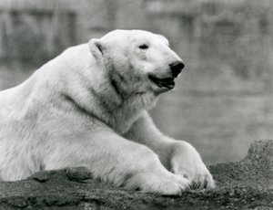 En isbjørn hviler på en steinete avsats i London Zoo i 1931 (s/hvitt-bilde) av Frederick William Bond