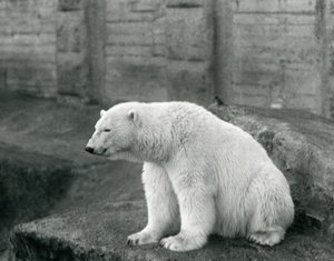 En isbjørn sitter på en steinhylle ved London Zoo i september 1927 av Frederick William Bond