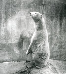 En isbjørn sitter på huk i London Zoo i 1929 (s/hv-bilde) av Frederick William Bond