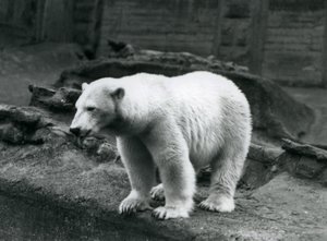 En isbjørn som står ved kanten av innhegningen ved foten av Mappin Terraces, London Zoo, september 1928 (s/hv-bilde) av Frederick William Bond