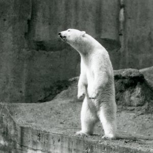 En isbjørn som står høyt, på bakbena, ved kanten av innhegningen på Mappin Terraces, London Zoo