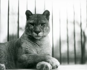 En Puma/Cougar/Mountain Lion/Catamount hviler i London Zoo i 1931 (s/hv-bilde) av Frederick William Bond