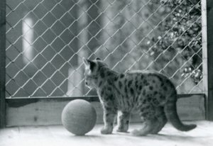 En Puma-kattunge, med en ball, ser ut av innhegningen, London Zoo, 1923 av Frederick William Bond