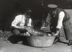 En pygmé flodhest som bader i ZSL London Zoo, august 1928 av Frederick William Bond