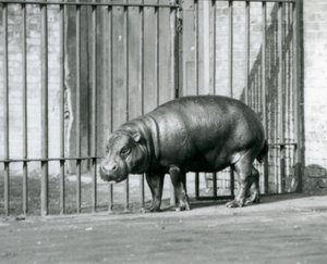 En pygméflodhest ved London Zoo i 1927 av Frederick William Bond