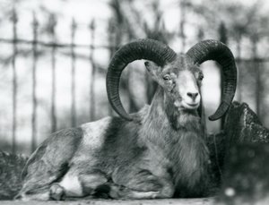 En ram sitter i London Zoo, 1925 av Frederick William Bond