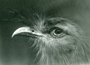 En rødbeint seriema i London Zoo i 1924 av Frederick William Bond