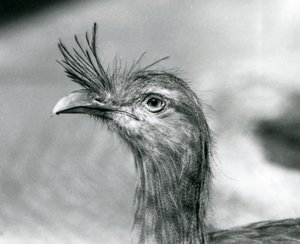 A Red-legged Seriema i London Zoo i 1929 (s/hv-bilde) av Frederick William Bond