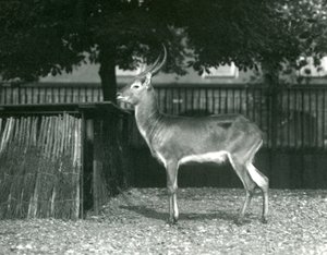A Red Lechwe i London Zoo, juli 1924 av Frederick William Bond