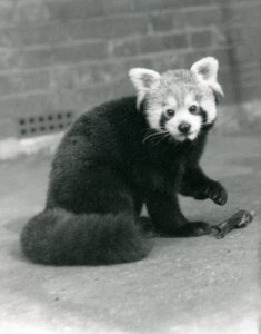 En rød panda som sitter i London Zoo, 1917. av Frederick William Bond