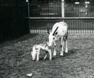 Et reinsdyr med kalven i London Zoo, mars 1914 av Frederick William Bond