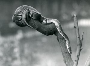En Royal Ball Python på vei nedover en gren i London Zoo i oktober 1925 av Frederick William Bond