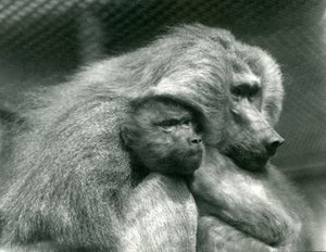En hellig bavian med ungene sine i London Zoo, juli 1924 av Frederick William Bond