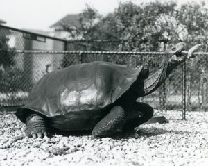 En Saddleback, Galapagos-skilpadde som mates med en banan på en pinne (s/hv-bilde) av Frederick William Bond