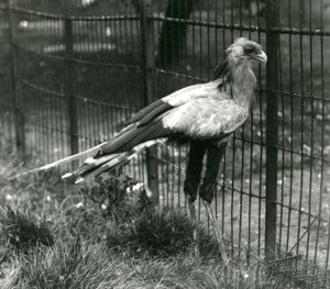 En sekretærfugl i London Zoo i september 1923 av Frederick William Bond
