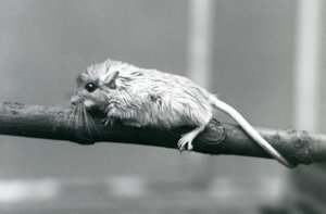 En Shaws Jird klatrer langs en gren ved London Zoo i 1927. av Frederick William Bond