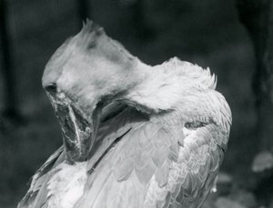 En skonebb som pusser fjærene i London Zoo i 1926 av Frederick William Bond