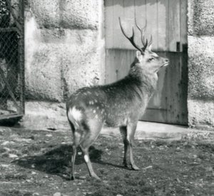 En SikaJapaneseSpotted Stag stående i innhegningen hans, i London Zoo, august 1927 av Frederick William Bond