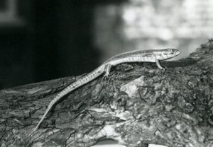 En Skink hviler på en tømmerstokk i London Zoo i 1929 (s/hv-bilde) av Frederick William Bond