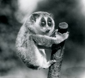 En slank Loris som holder fast i enden av en gren, London Zoo, august 1926 av Frederick William Bond