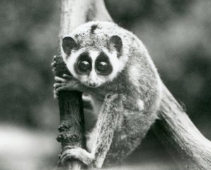 En slank Loris som ser ned fra en gren, London Zoo, august 1926 av Frederick William Bond