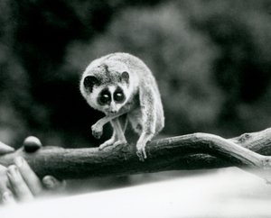 En slank Loris ser ned fra en gren som holdes i en keepers hender, London Zoo, august 1926 av Frederick William Bond