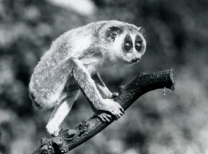 En slank Loris som går på en gren, London Zoo, august 1926 av Frederick William Bond