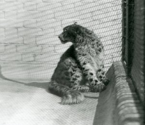 En Snow Leopard sitter på gulvet, London Zoo av Frederick William Bond
