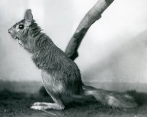 En sørafrikansk SpringhareCape Jumping Hare sitter ved en gren i innhegningen, London Zoo, desember 1925 av Frederick William Bond