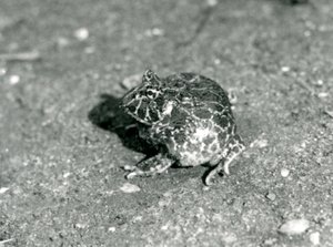 A South American Horned Frog, London Zoo, desember 1925 av Frederick William Bond