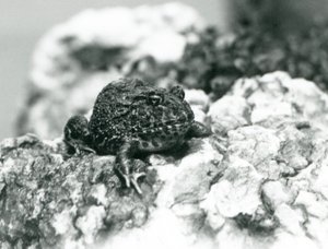 En søramerikansk hornfrosk som sitter på en stein og viser sin defensive positur, London Zoo, august 1928 (s/hv-bilde) av Frederick William Bond
