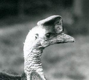 En sørlig kasuar ved London Zoo, juni 1925 av Frederick William Bond