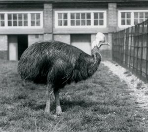 En sørlig kasuar ved London Zoo i juni 1925 av Frederick William Bond