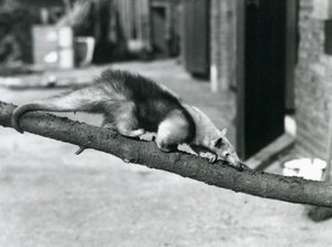En Southern Tamandua / Collared anteater / Lesser anteater, går langs en gren i London Zoo av Frederick William Bond