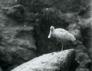 En skjestork står på en stein i London Zoo i september 1927 av Frederick William Bond
