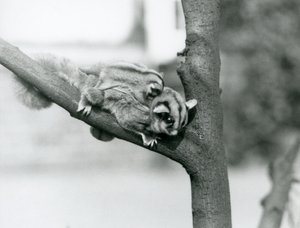 En Sugar Glider på en gren med babyen på ryggen, London Zoo av Frederick William Bond