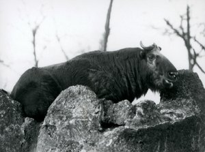 En Takin, også kjent som en storfegems eller Gnu-geit, hviler på en stein, London Zoo, 1925 av Frederick William Bond