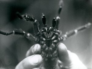 En tarantel som holdes opp for å vise hoggtenner nedenfra, London Zoo, oktober 1925 av Frederick William Bond