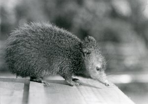En Tenrec i London Zoo i 1929 (s/hvitt-bilde) av Frederick William Bond