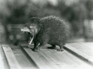 En Tenrec med åpen munn, som viser sitt brede gap og skarpe tenner, London Zoo av Frederick William Bond