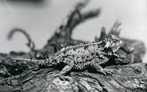 En Texas Horned Lizard/Horntoad/HornedToad/Horny Toad hviler på en tømmerstokk i London Zoo i september 1928 (s/hv-bilde) av Frederick William Bond