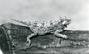 En Texas Horned Lizard / Horntoad / Hornpad / Hornpadde hviler på en tømmerstokk i London Zoo i august 1928 (s/hv-bilde) av Frederick William Bond