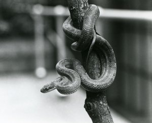 En Texas Rat Snake kveilet rundt en nesten vertikal gren ved London Zoo i august 1928 (s/hv-bilde) av Frederick William Bond