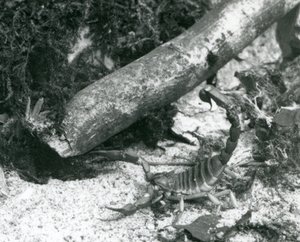 En Texas Scorpion i London Zoo i 1928 (s/hv-bilde) av Frederick William Bond